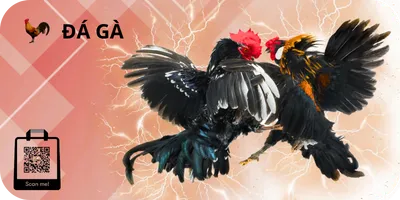 đà gà Net79